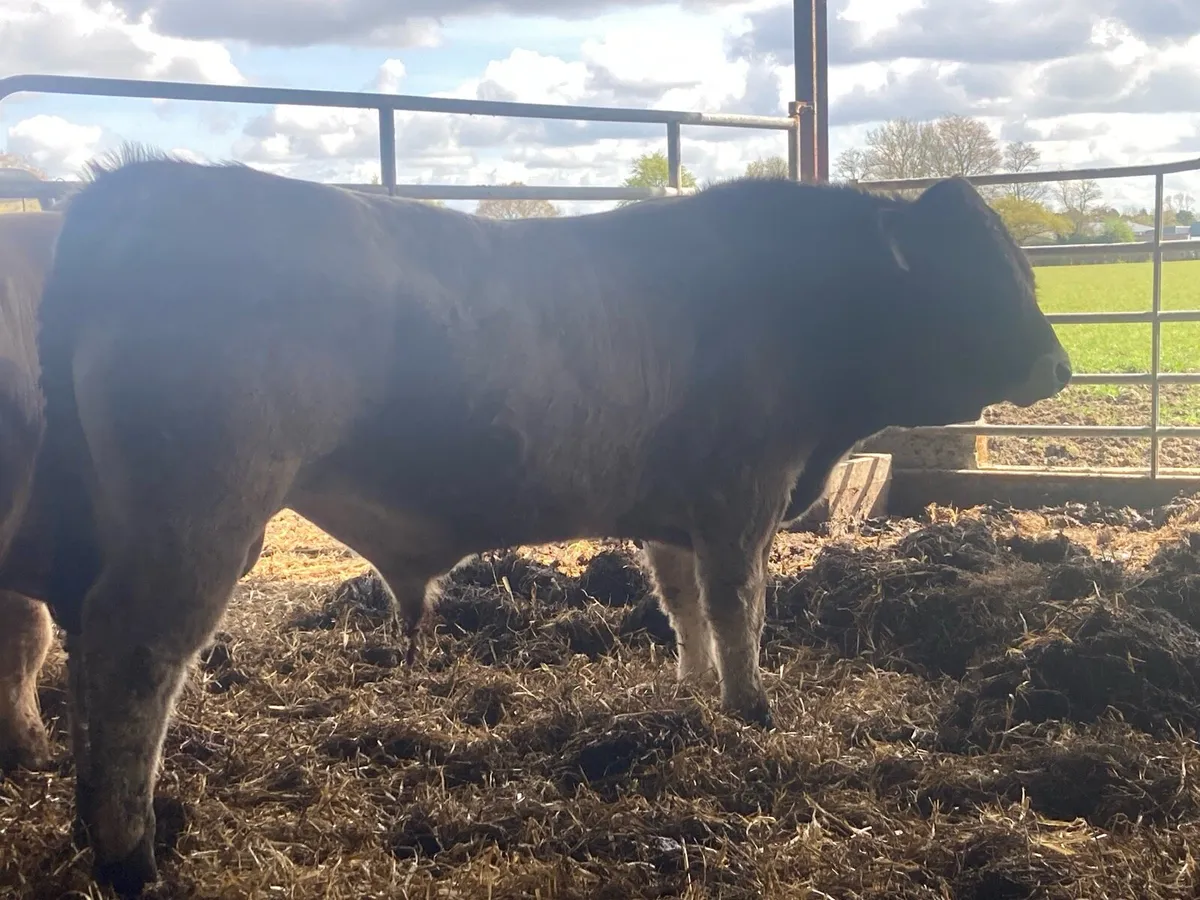 Aubrac bulls - Image 2