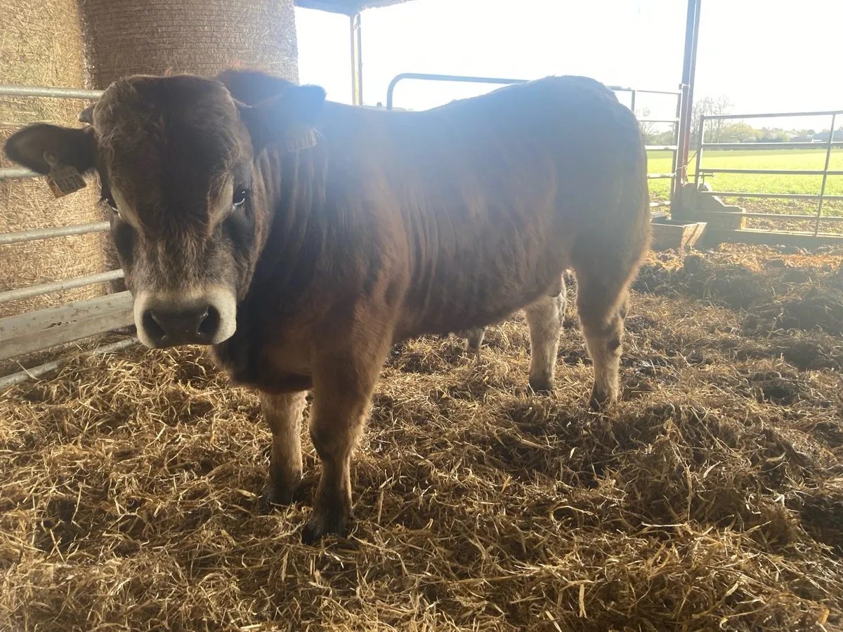 Aubrac bulls - Image 1