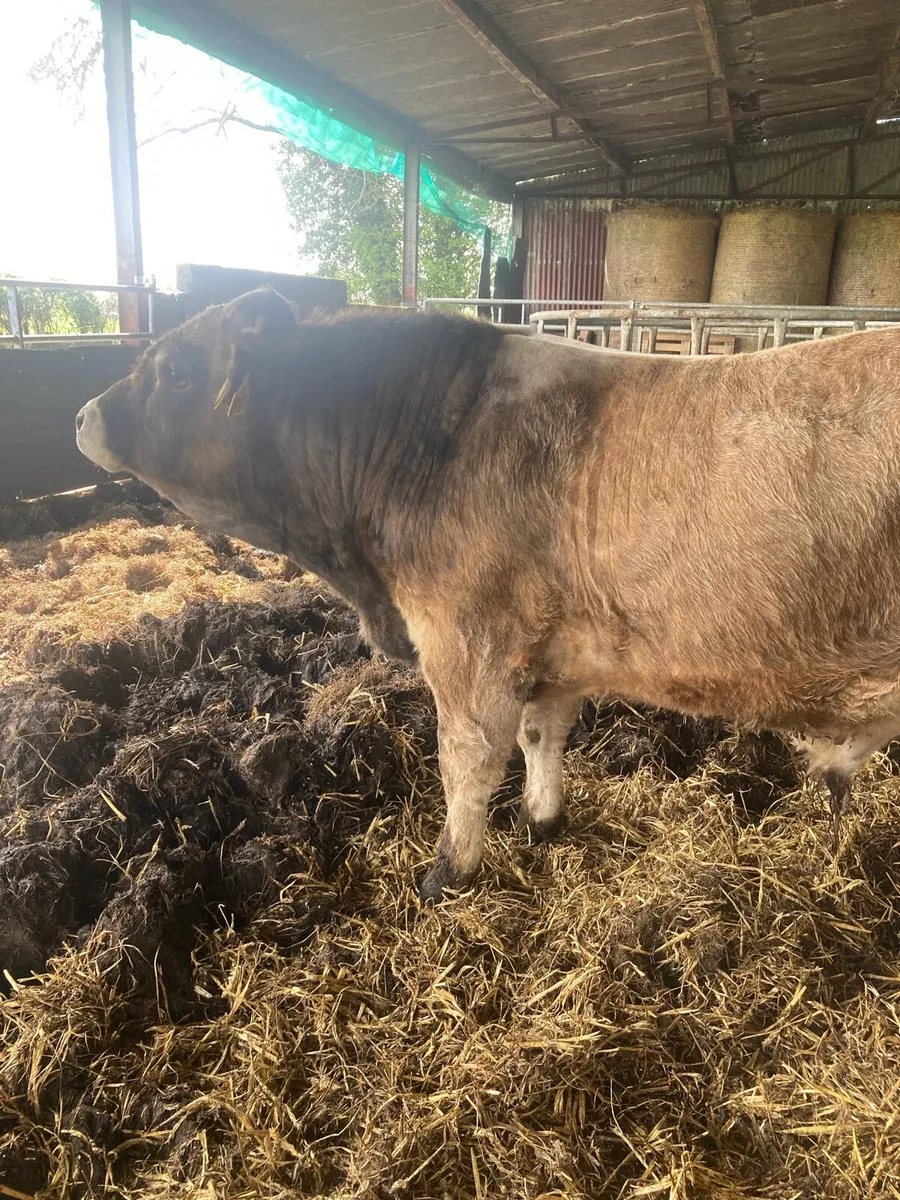 Aubrac bulls - Image 3