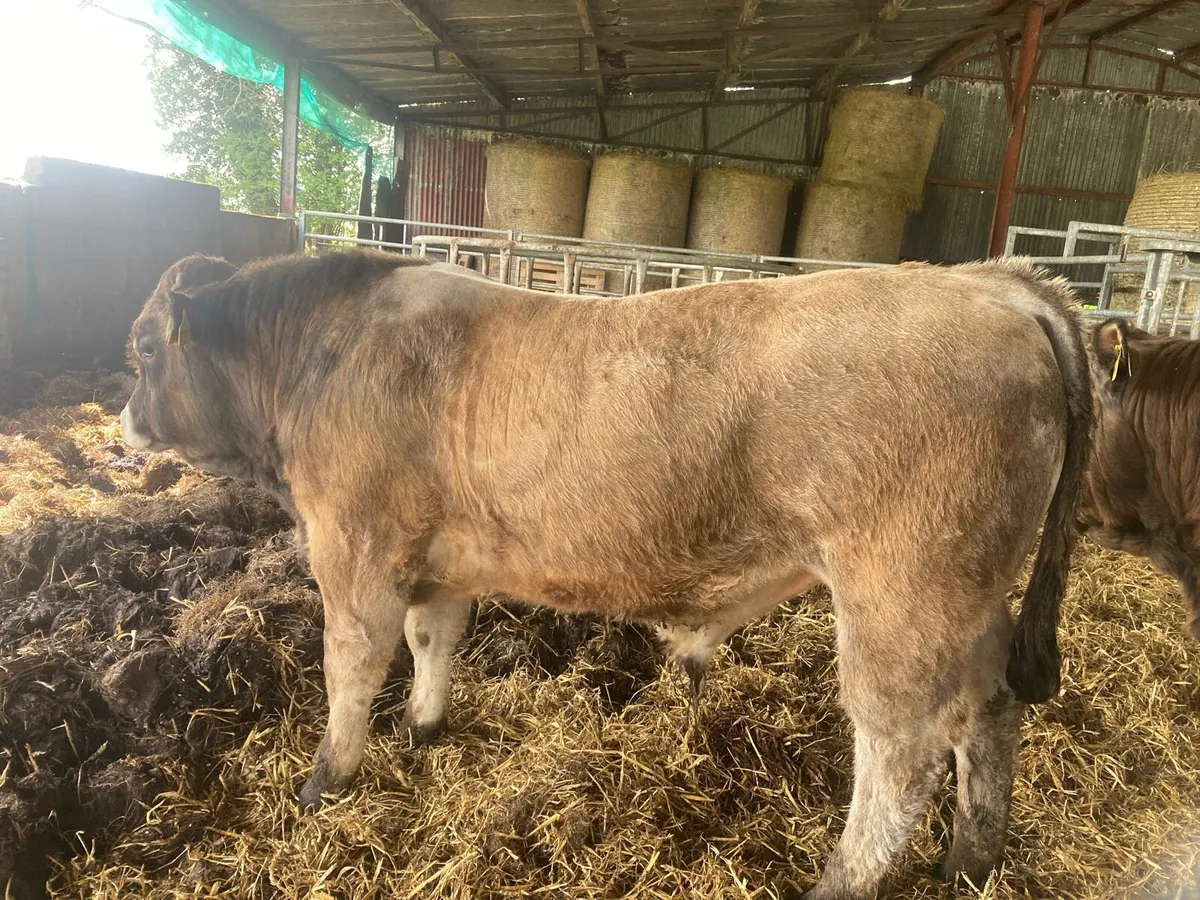 Aubrac bulls - Image 4
