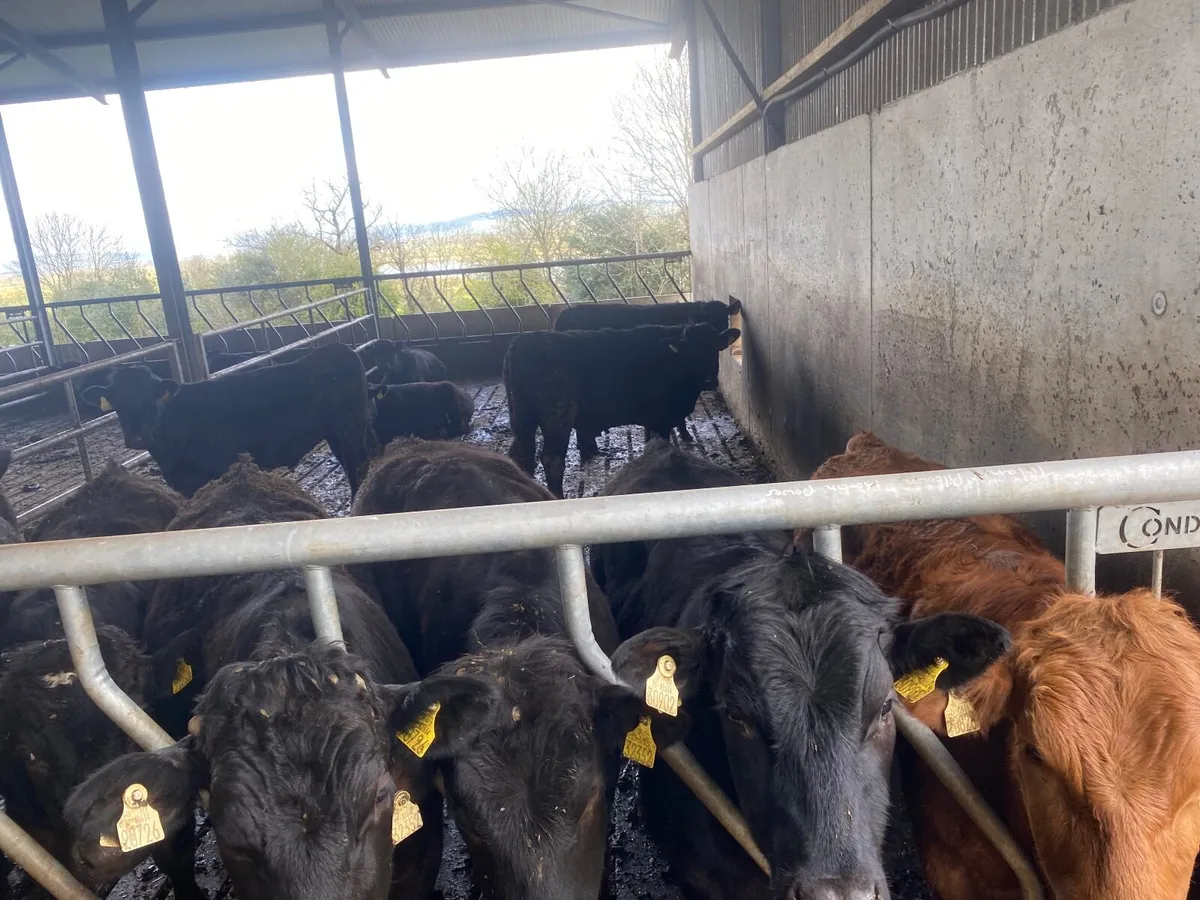 Beef cattle - Image 3