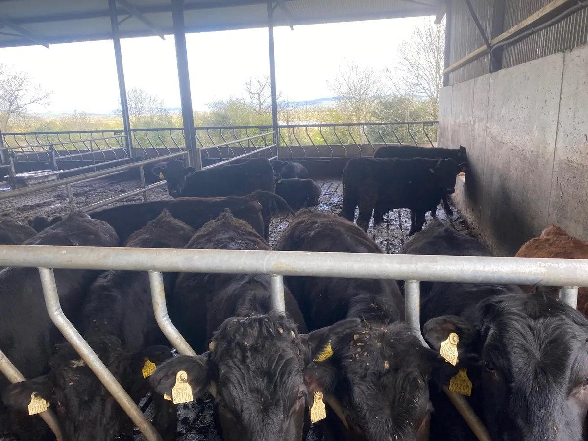 Beef cattle - Image 1