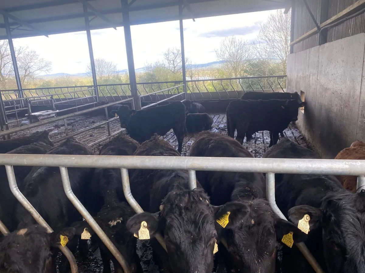 Beef cattle - Image 2