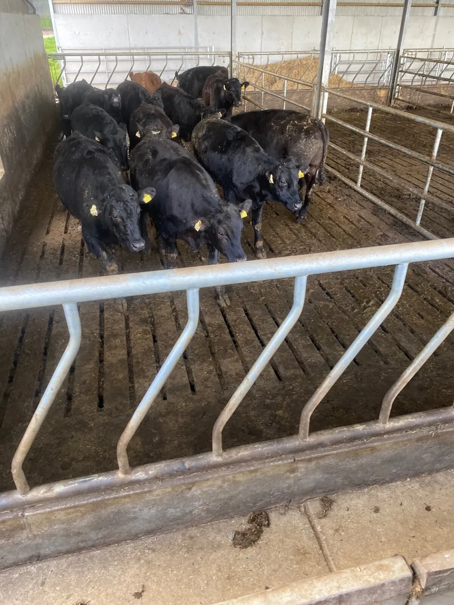 Beef cattle - Image 4