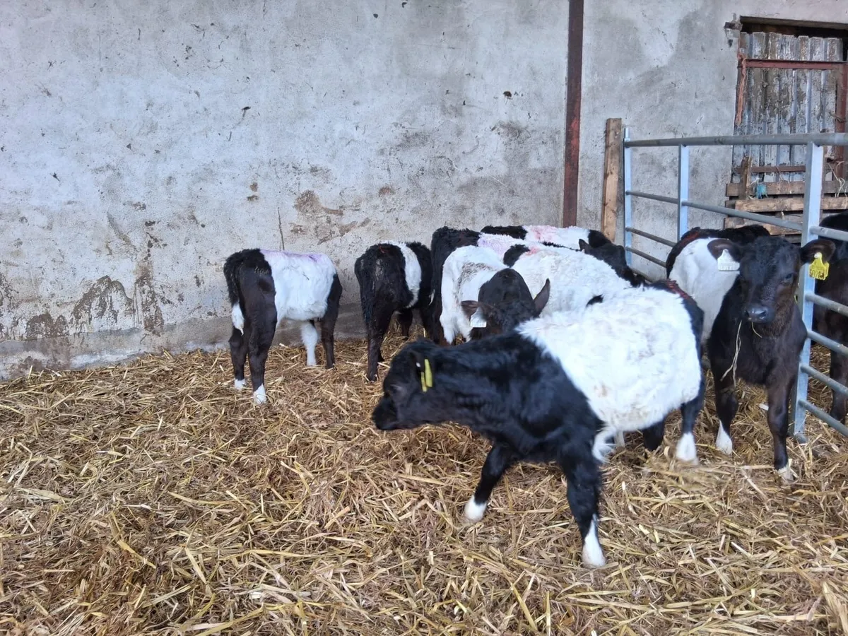 Reared Galloway - Image 1