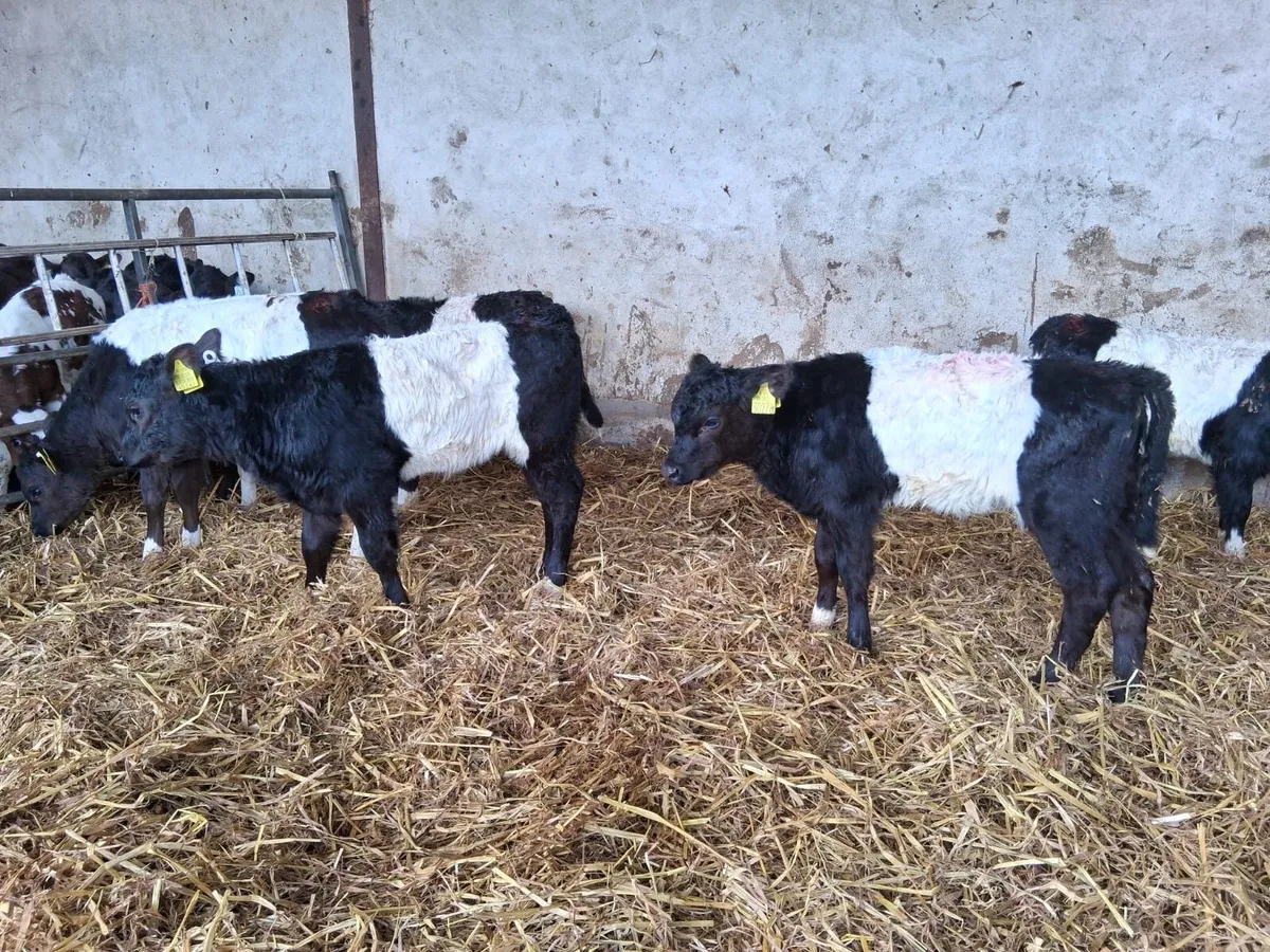 Reared Galloway - Image 3