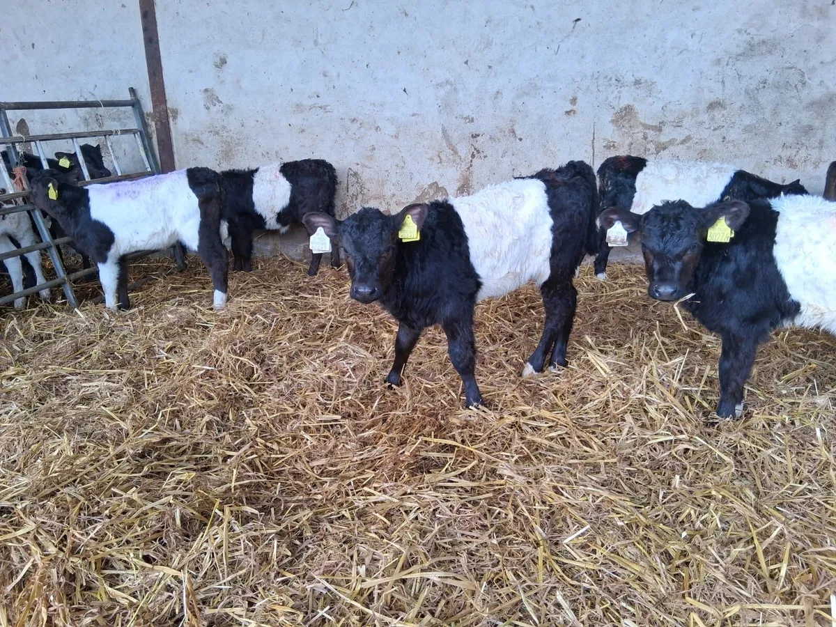 Reared Galloway - Image 2