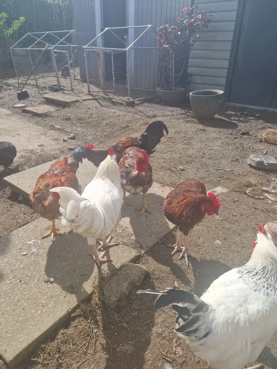 Selling Roosters 🐓 5 in total - Image 1