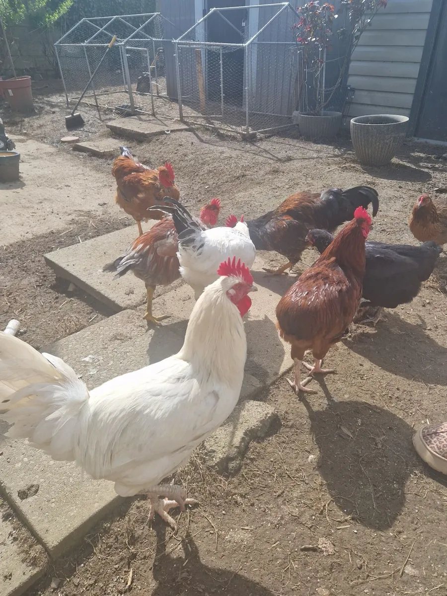 Selling Roosters 🐓 5 in total - Image 2
