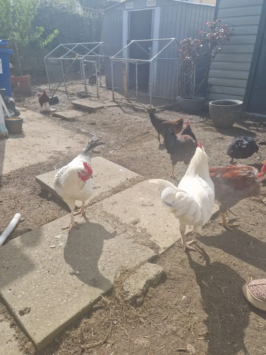 Selling Roosters 🐓 5 in total - Image 3