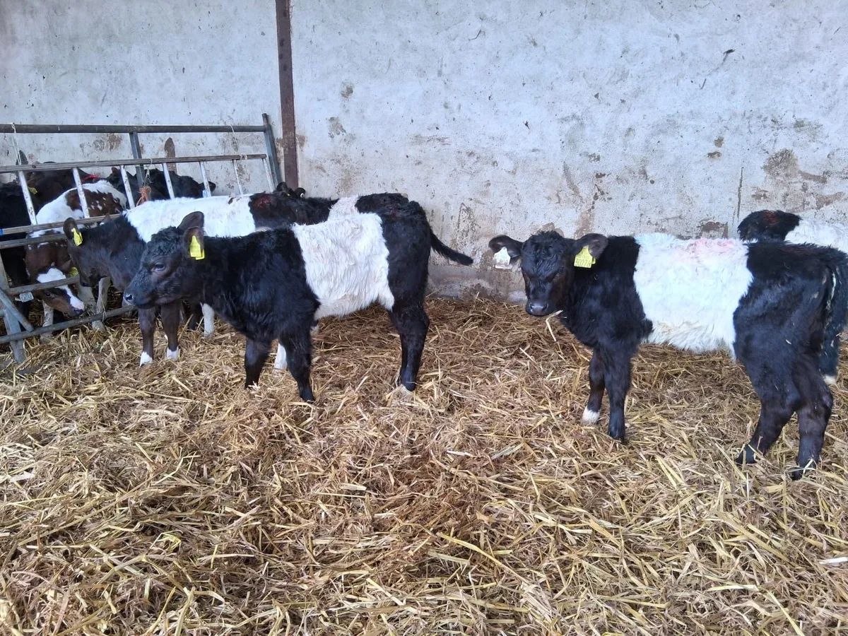 Reared Galloway - Image 4