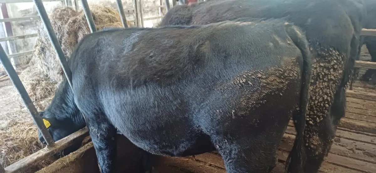 2 Purebred Angus Heifers - Image 2
