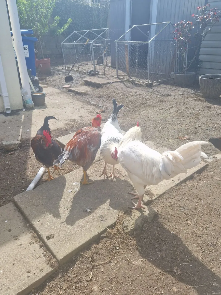 Selling Roosters 🐓 5 in total - Image 4