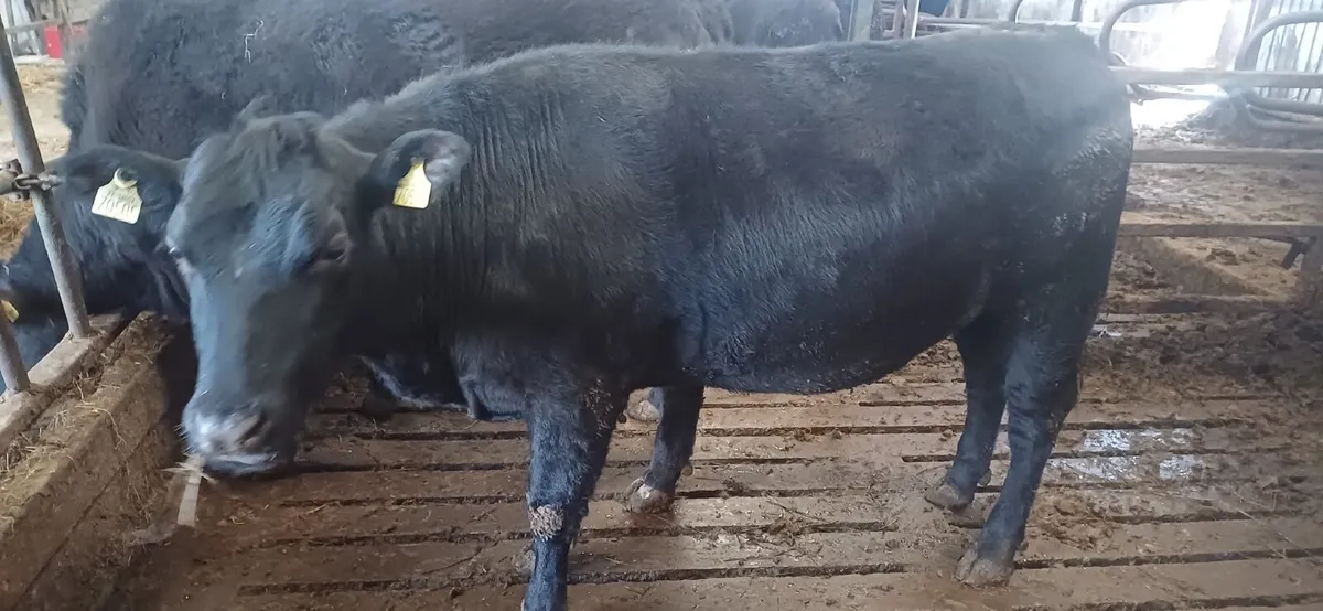 2 Purebred Angus Heifers - Image 3