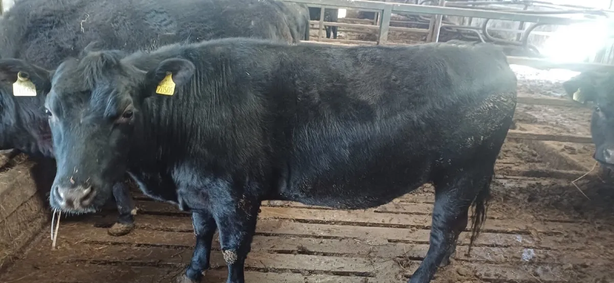 2 Purebred Angus Heifers - Image 1