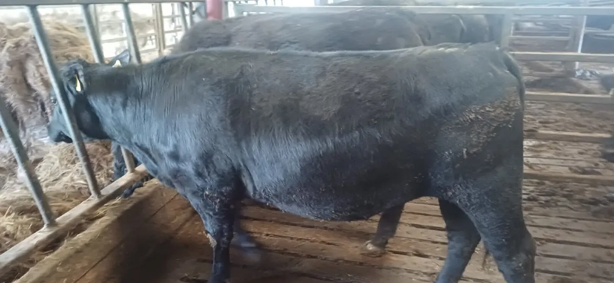 2 Purebred Angus Heifers - Image 4