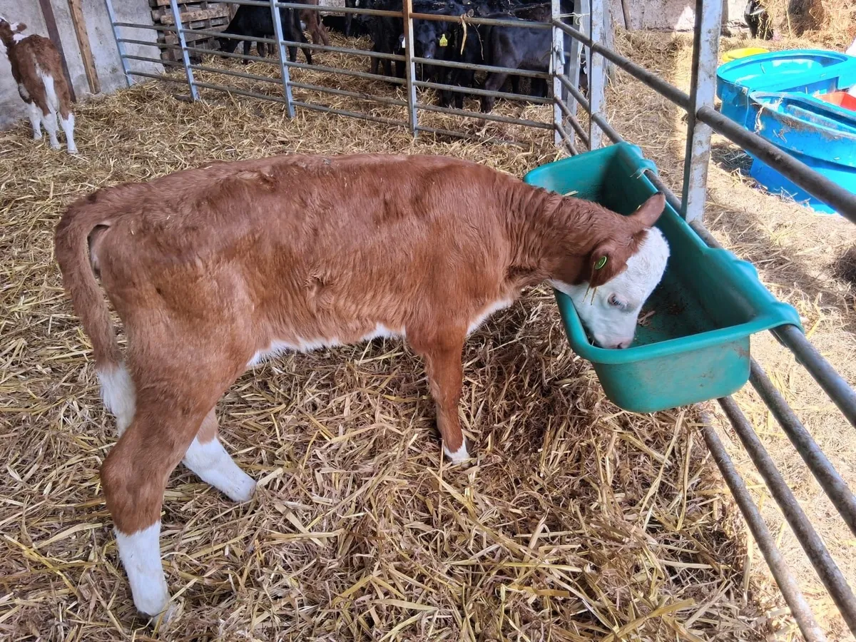 3 coloured heifer calves - Image 3