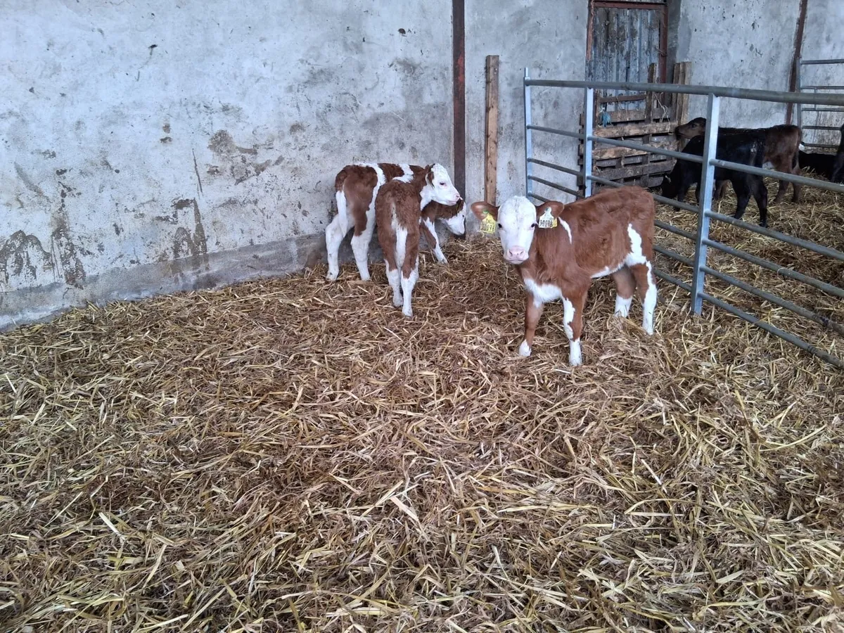 3 coloured heifer calves - Image 1