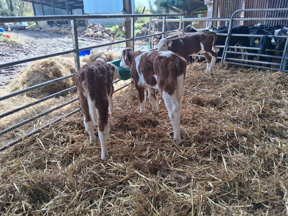 3 coloured heifer calves - Image 4