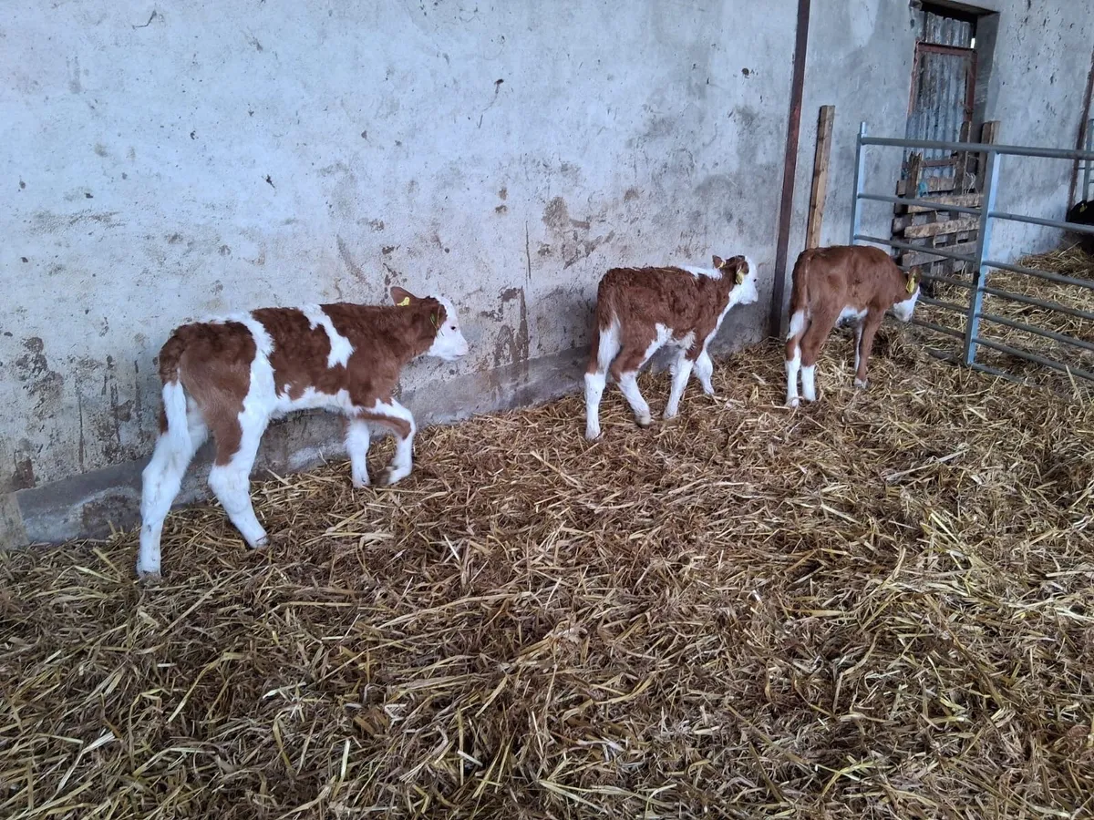 3 coloured heifer calves - Image 2
