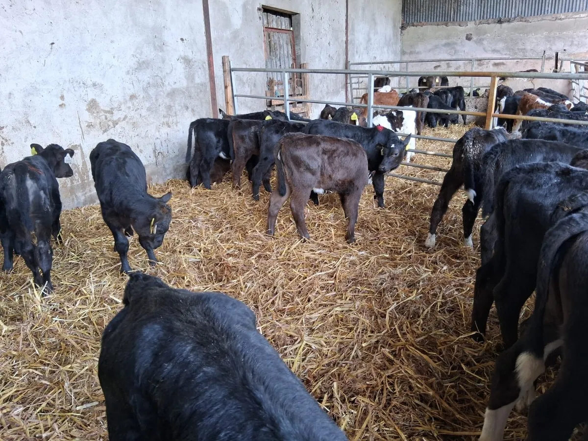 25 strong angus calves - Image 2