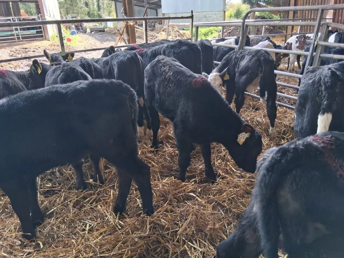 25 strong angus calves - Image 3