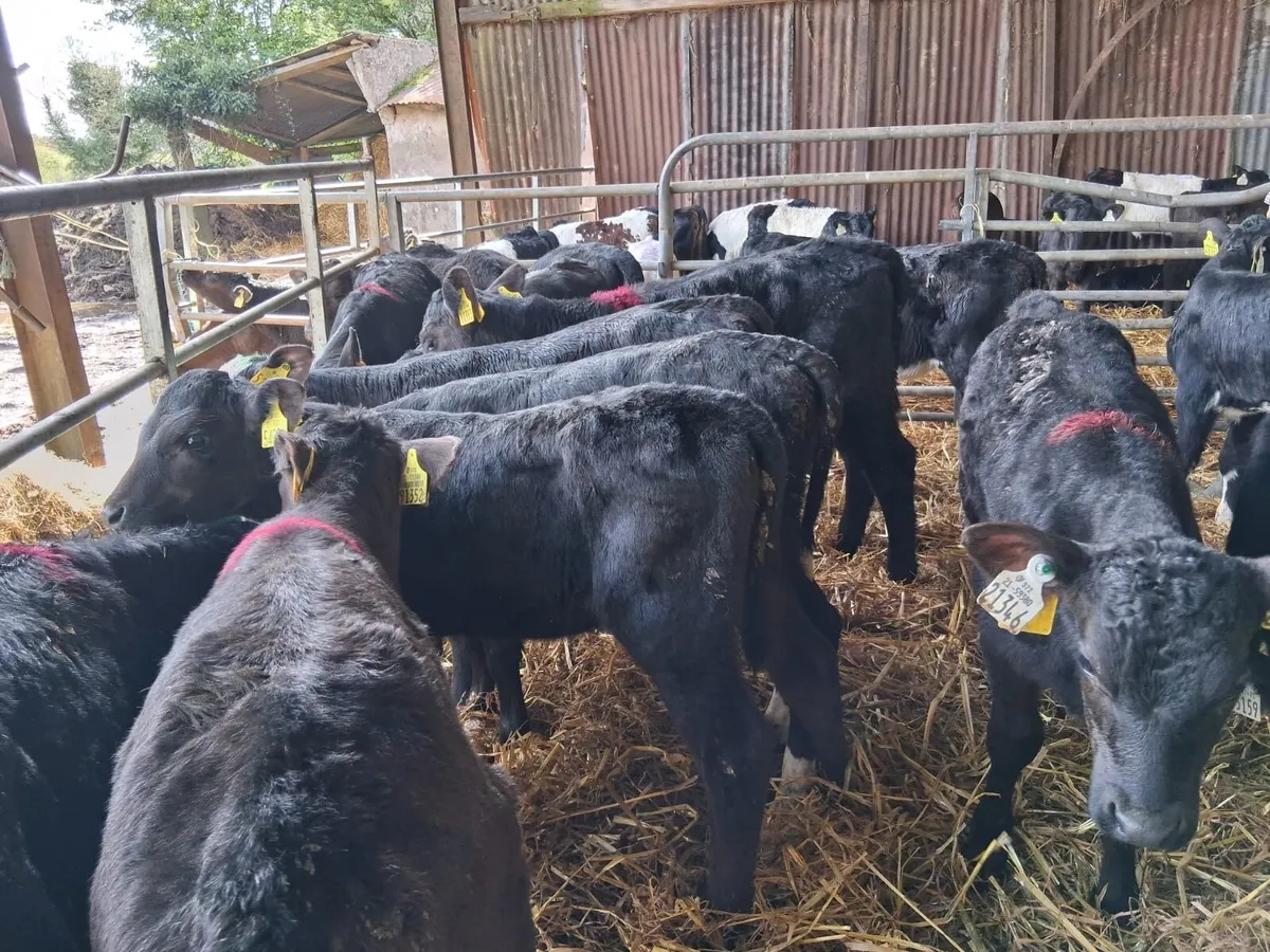 25 strong angus calves - Image 4
