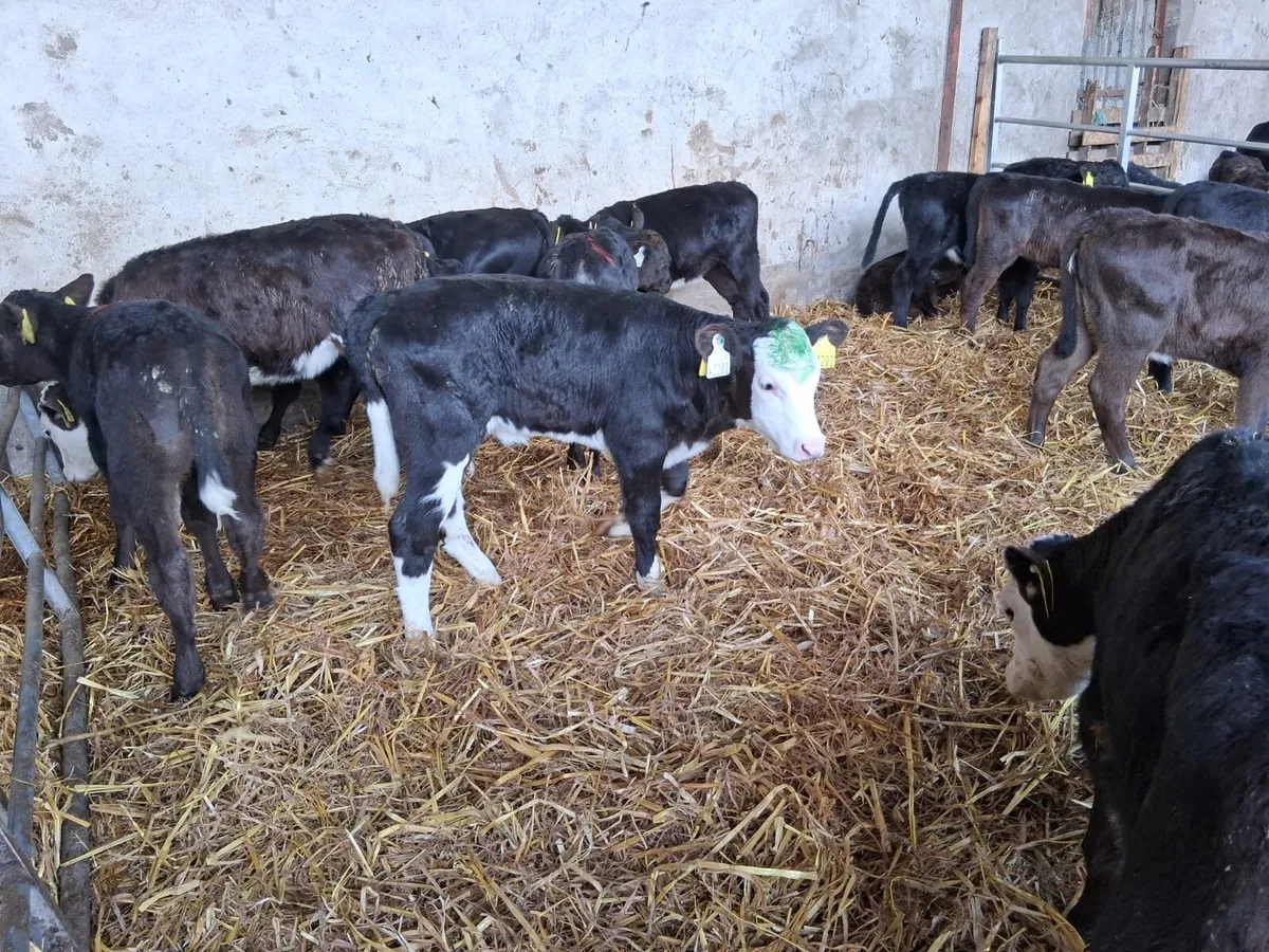 25 strong angus calves - Image 1