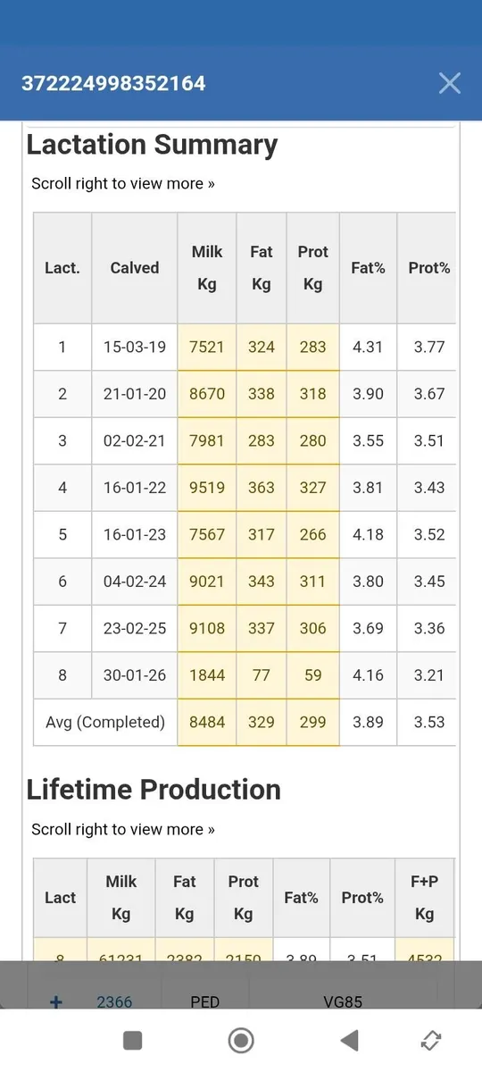 Maiden heifers - Image 3