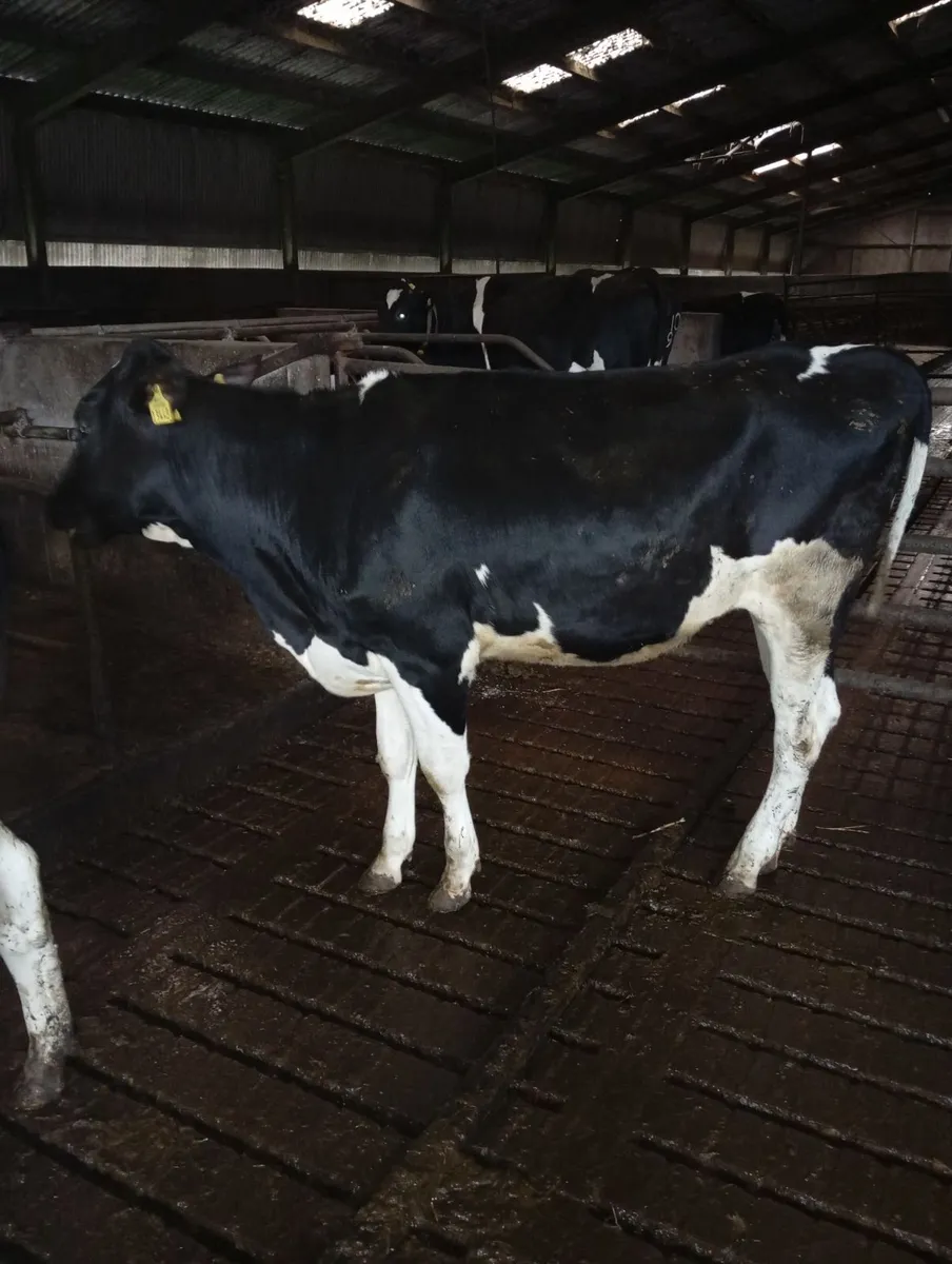 Maiden heifers - Image 2