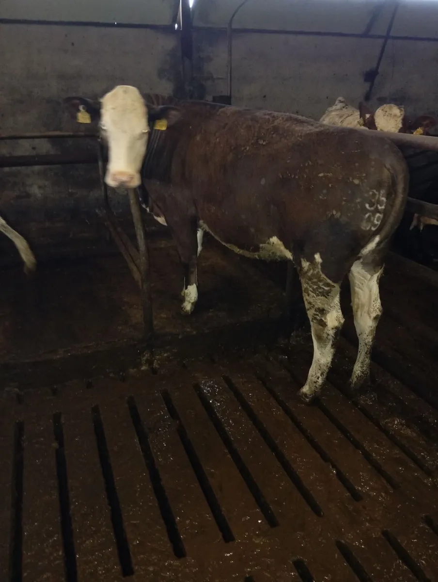 Maiden heifers - Image 4