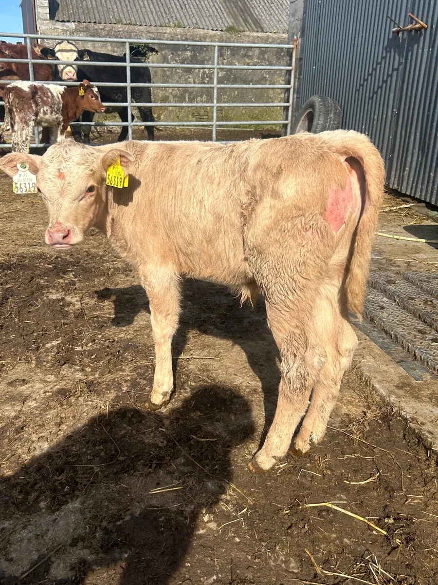 🟡Yellow Charlaois Bull sucking cow 🟡 - Image 1