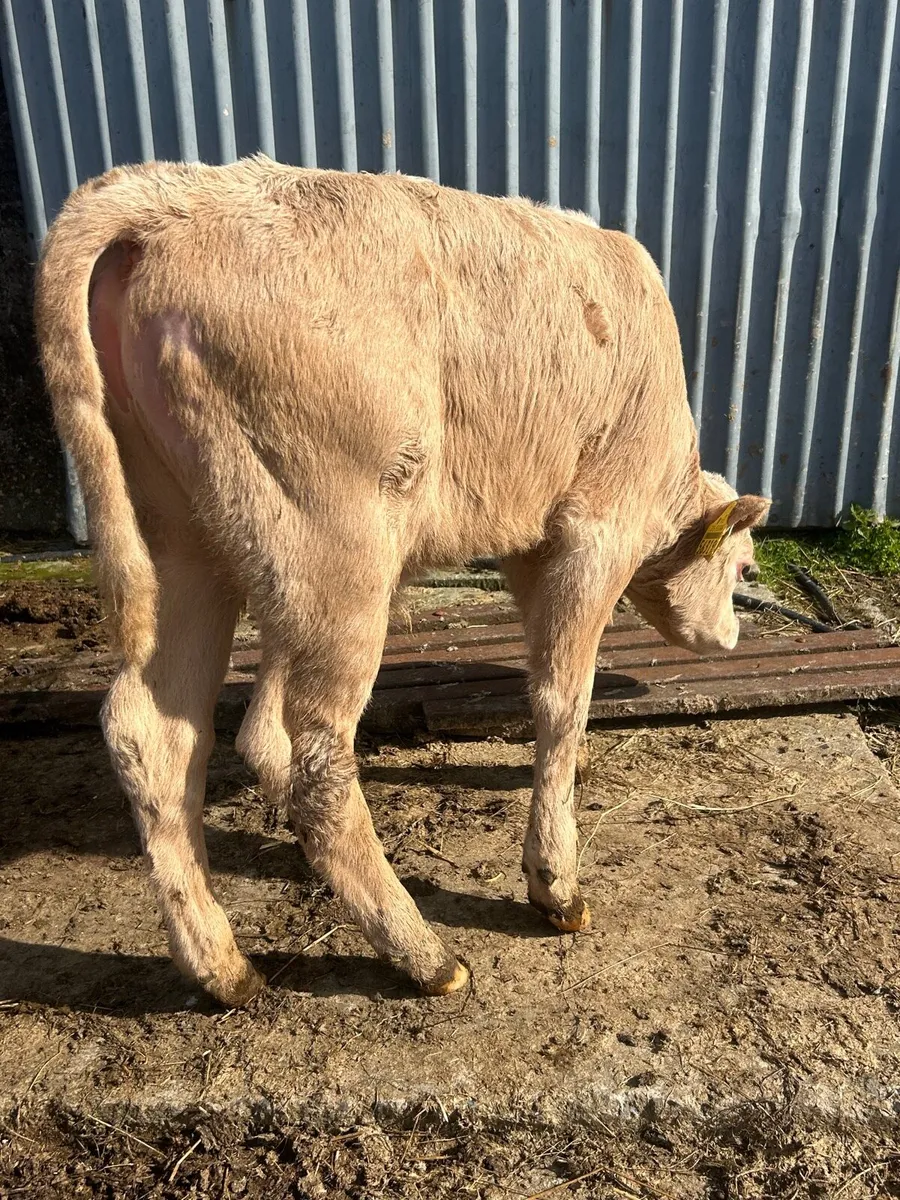 🟡Yellow Charlaois Bull sucking cow 🟡 - Image 2