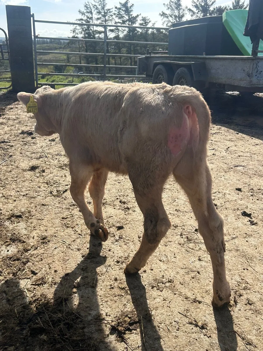 🟡Yellow Charlaois Bull sucking cow 🟡 - Image 4