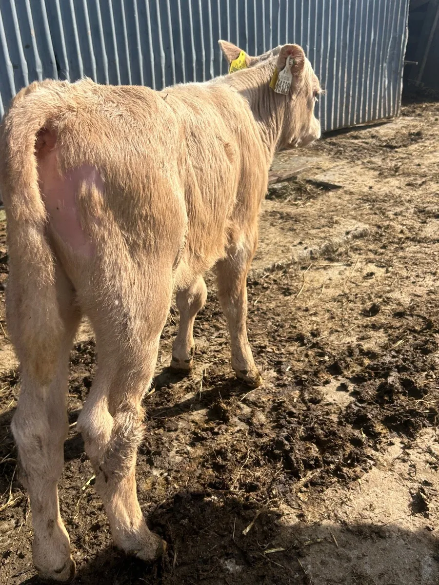 🟡Yellow Charlaois Bull sucking cow 🟡 - Image 3