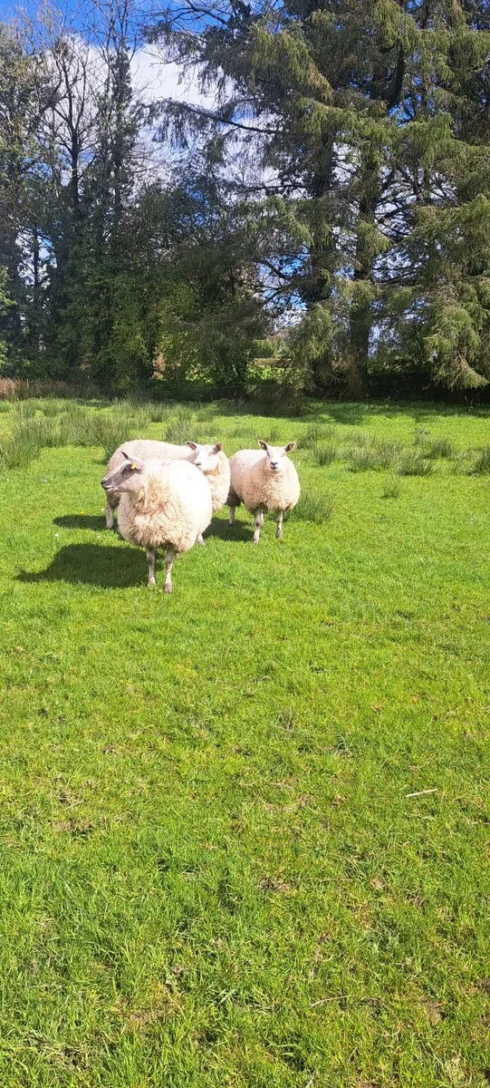Texel Charolais Ewe Hoggets - Image 3