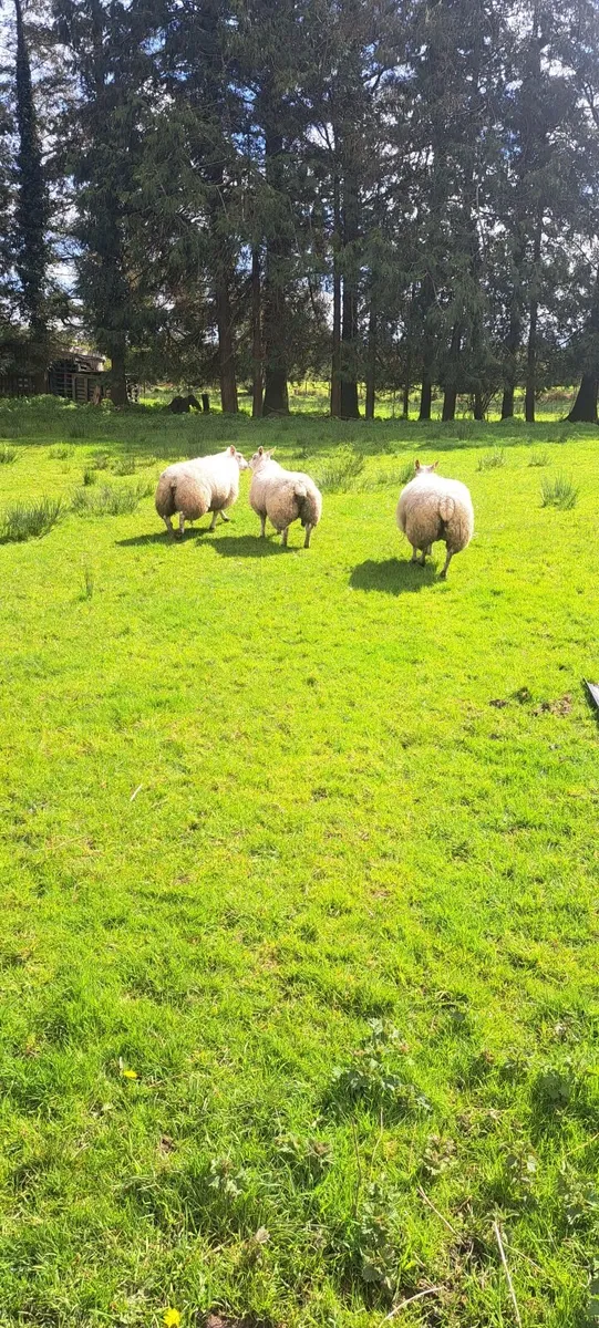 Texel Charolais Ewe Hoggets - Image 4