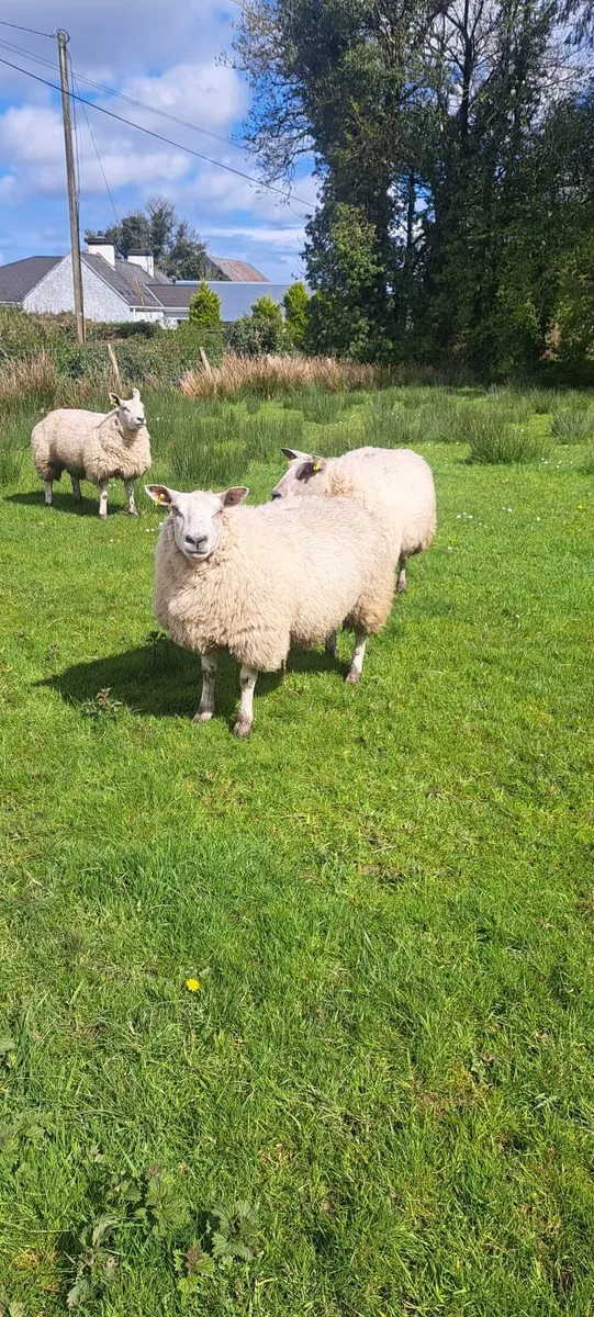 Texel Charolais Ewe Hoggets - Image 1