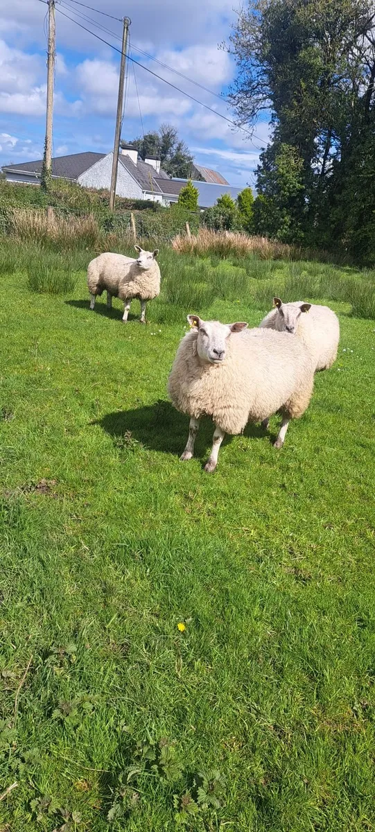 Texel Charolais Ewe Hoggets - Image 2