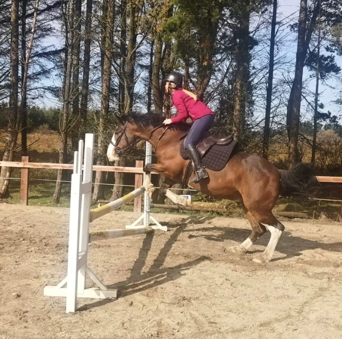 14.3 horse - Image 2