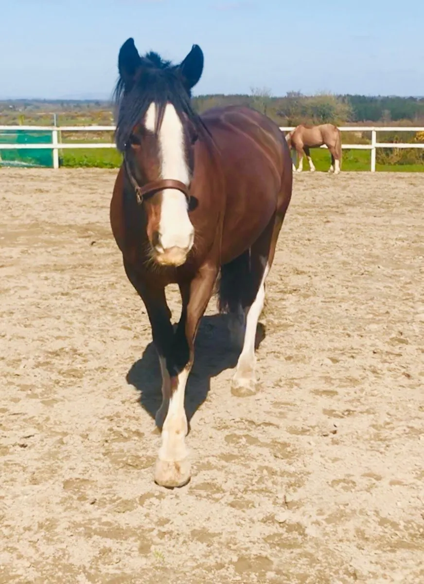 14.3 horse - Image 1