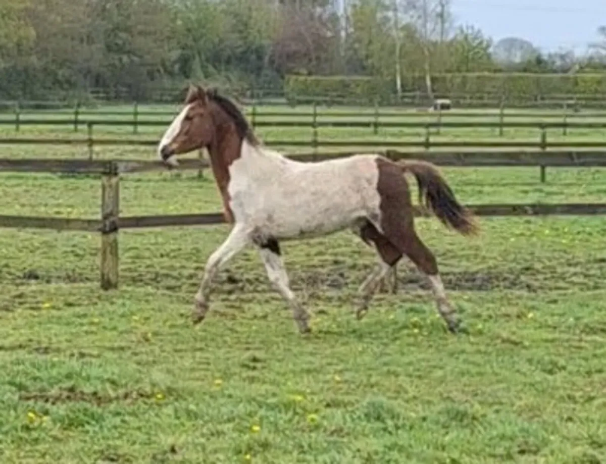 10 month old sports horse filly - Image 1