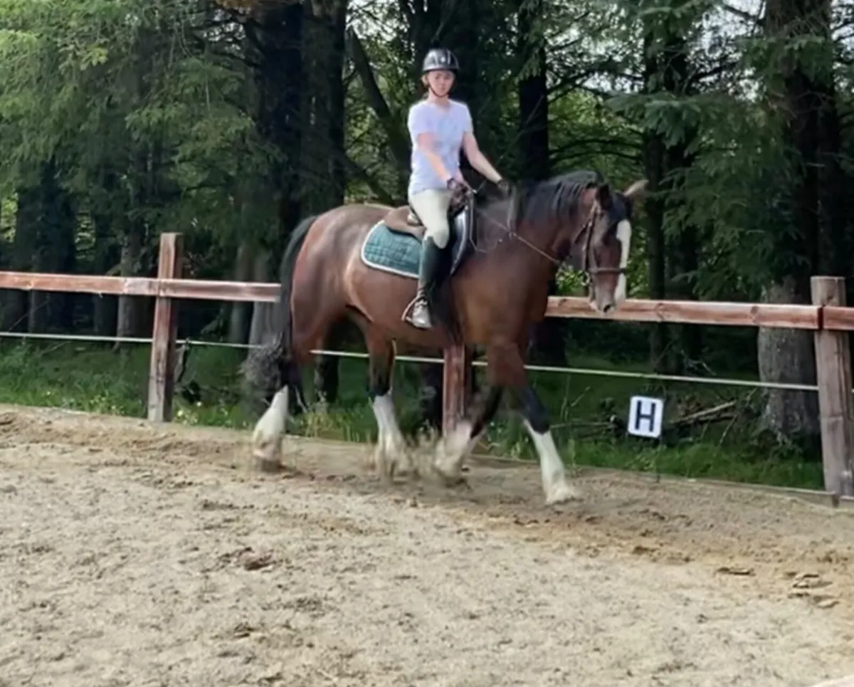 14.3 horse - Image 3