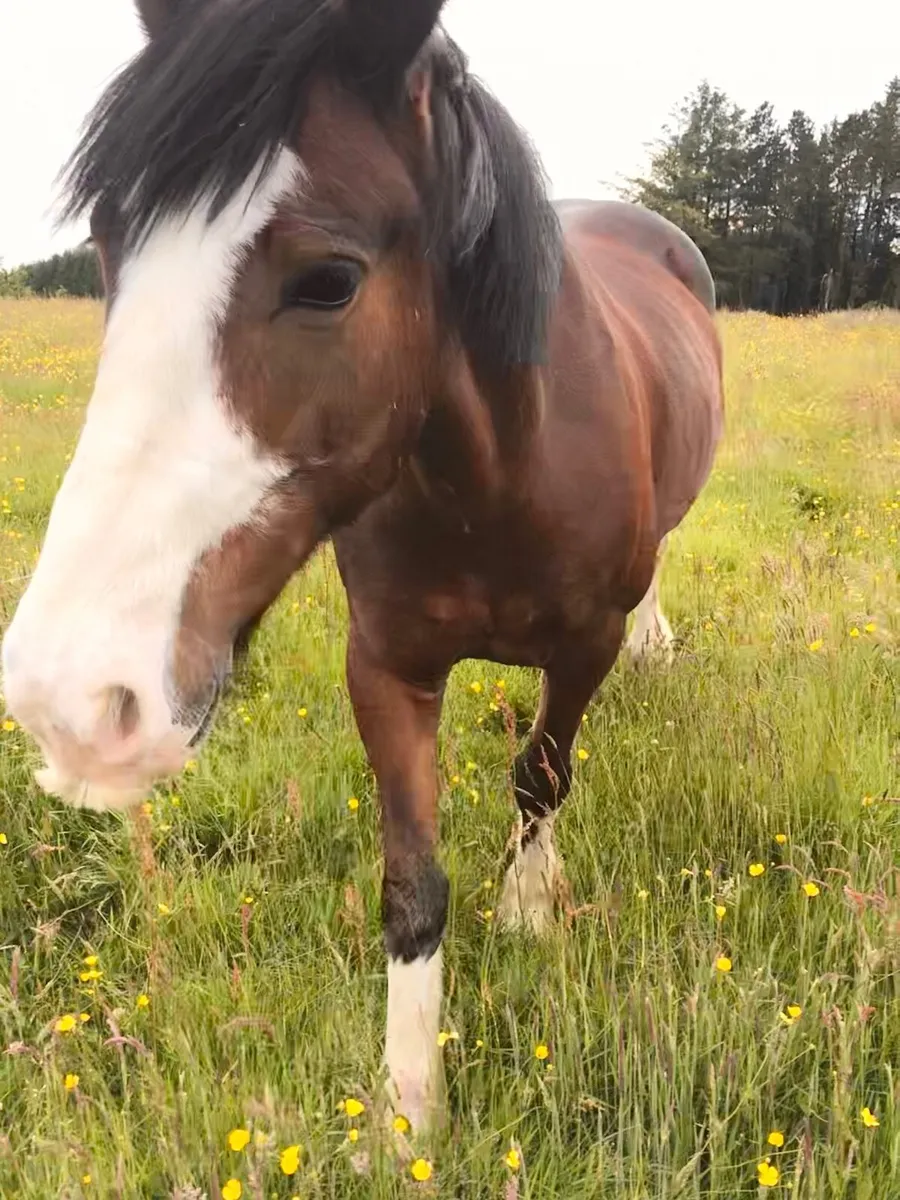 14.3 horse - Image 4