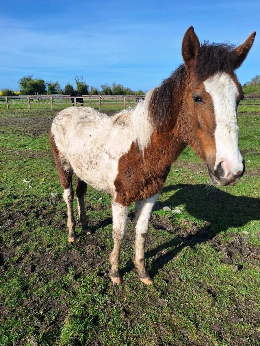 10 month old sports horse filly - Image 4