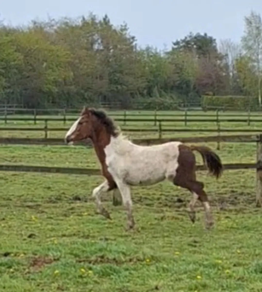 10 month old sports horse filly - Image 2