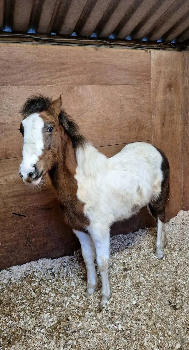 10 month old sports horse filly - Image 3