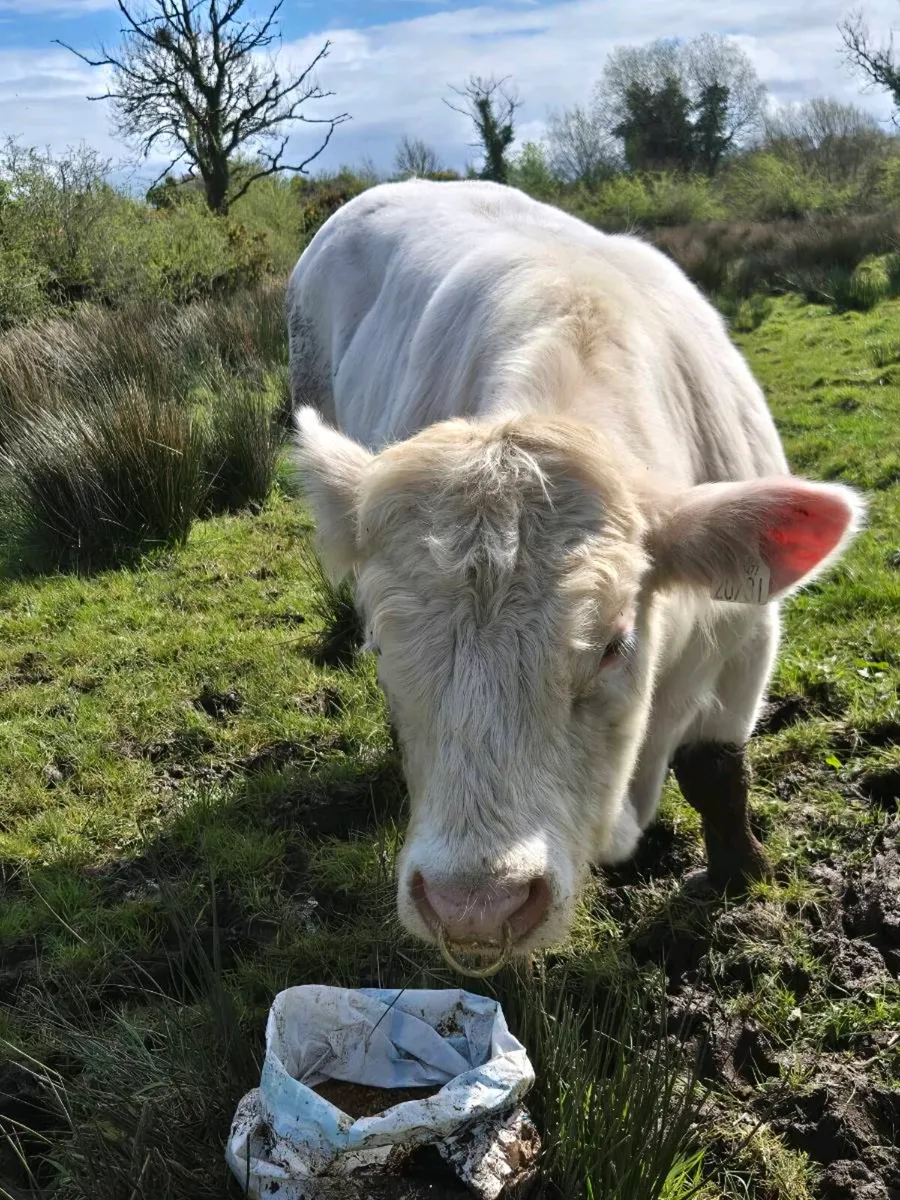 Pedigree registered charolais Bulls - Image 3