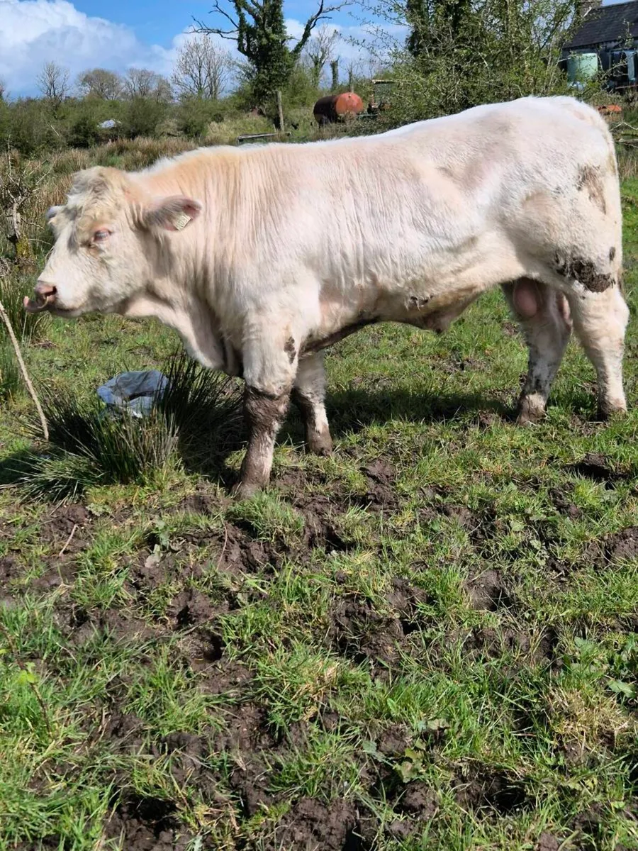 Pedigree registered charolais Bulls - Image 4