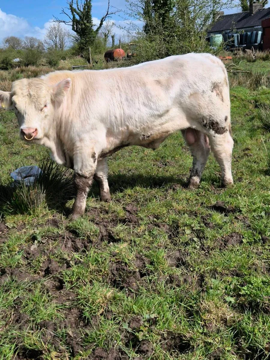 Pedigree registered charolais Bulls - Image 2